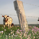 Illustration for article titled The cow that proves you cant be right accidentally